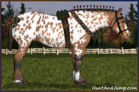 Horse Color:Bay Appaloosa  and Bay Appaloosa