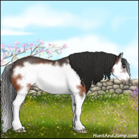 Horse Color:Bay Splash Frame Rabicano