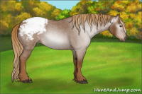 Horse Color:Gray Red Roan Appaloosa