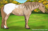 Horse Color:Red Roan Snowcap  and Red Roan Snowcap 