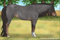 Horse Color:Liver Red Roan