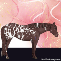 Horse Color:White Spotted Chocolate Black Appaloosa 