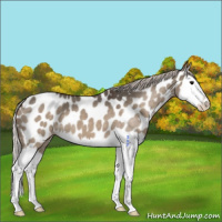 Horse Color:Silver Brown Dun Splash Near Leopard 