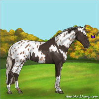 Horse Color:Liver Chestnut  and Chestnut Appaloosa 