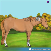 Horse Color:Chestnut Tobiano 