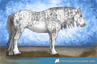 Horse Color:White Spotted Black Sabino Frame  and White Spotted Black Sabino Frame Appaloosa 