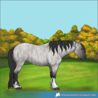 Horse Color:Grullo Roan Tobiano  and Grullo Roan Tobiano 