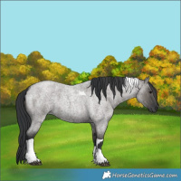 Horse Color:Grullo Roan Tobiano  and Grullo Roan Tobiano 
