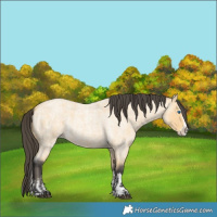 Horse Color:Buckskin Roan Splash  and Buckskin Roan Splash Rabicano 