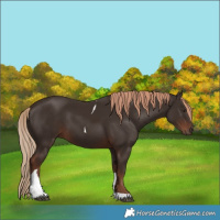 Horse Color:Liver Chestnut Tobiano Rabicano 