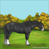 Horse Color:Black Splash  and Black Splash Rabicano 