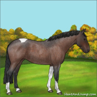 Horse Color:Brown Roan Tobiano 