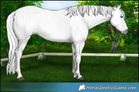 Horse Color:Gray Bay Splash Frame Rabicano