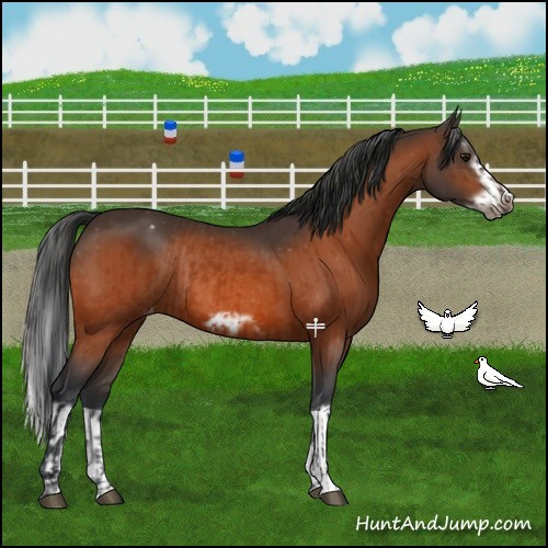 Horse Color:Bay Splash Frame Rabicano  and Bay Splash Frame Appaloosa Rabicano 