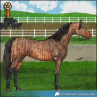 Horse Color:Bay  and Bay Dun 