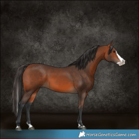 Horse Color:Bay Splash Rabicano 