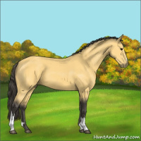 Horse Color:Buckskin 