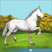 Horse Color:Gray Chestnut and Gray Chestnut Splash