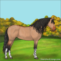 Horse Color:Bay Dun  and Bay Dun 