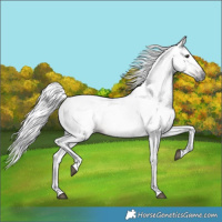 Horse Color:Gray Red Dun 