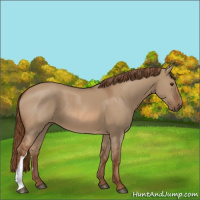 Horse Color:Red Dun 