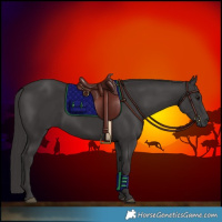 Horse Color:Smoky Black 