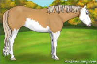 Horse Color:Palomino Splash 