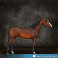 Horse Color:Bay Splash Rabicano 