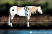 Horse Color:Buckskin Dun Splash Rabicano and Buckskin Sabino Splash Rabicano