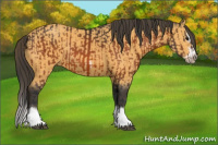 Horse Color:Bay Splash Frame Rabicano  and Buckskin Splash Frame Rabicano 