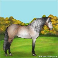 Horse Color:Gray Bay Dun Splash Frame Rabicano 