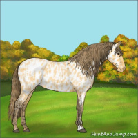 Horse Color:Buckskin Roan Appaloosa and Amber Cream Champagne Roan Appaloosa
