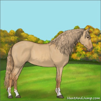Horse Color:Red Dun  and Red Dun 