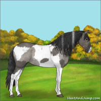 Horse Color:Grullo Roan Tobiano  and Grullo Roan Tobiano 