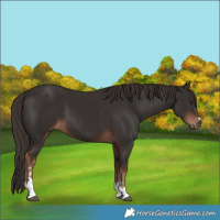 Horse Color:Liver Chestnut 