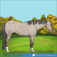 Horse Color:Liver Red Dun Appaloosa 