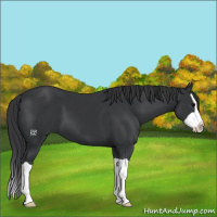Horse Color:Black Splash 