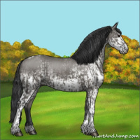 Horse Color:Grullo Tobiano  and White Spotted Grullo Tobiano 