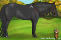 Horse Color:Black Rabicano 