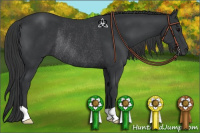 Horse Color:Black Rabicano 