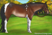 Horse Color:Brown Tobiano