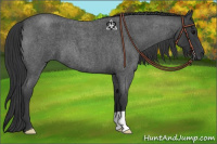 Horse Color:Blue Roan 