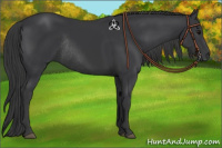 Horse Color:Black Rabicano 