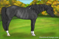 Horse Color:Black Rabicano 