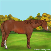 Horse Color:Chestnut  and Chestnut 