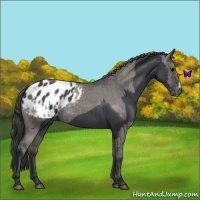 Horse Color:Blue Roan Appaloosa  and Grullo Appaloosa 