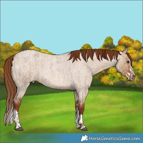 Horse Color:Red Dun Roan  and Red Dun Roan Splash 