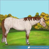 Horse Color:Red Dun Roan and Red Dun Roan Splash