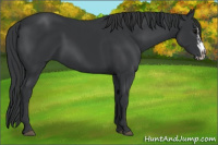 Horse Color:Black  and Black Splash 