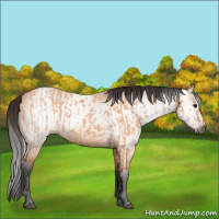 Horse Color:Bay Dun  and Gray Bay Dun 